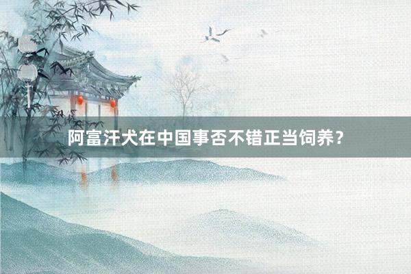阿富汗犬在中国事否不错正当饲养？